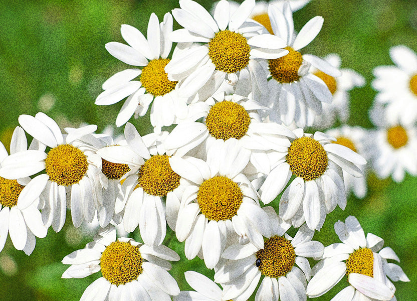 Chamomile