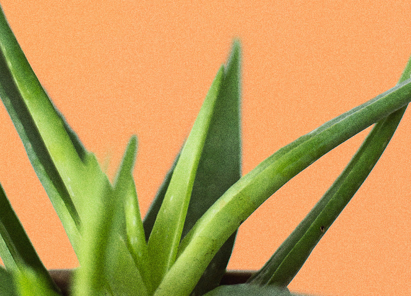 Aloe Vera